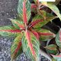 Aglaonema  Panama - Red  A-93