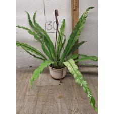 asplenium nidus variegated ex japan M