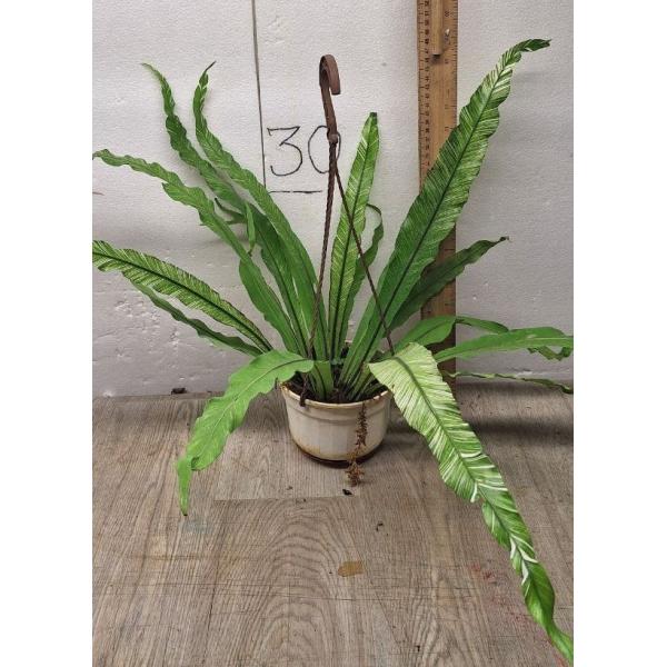 Асплениум нидус варегатная Япония. / asplenium nidus variegated ex japan M