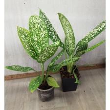 Aglaonema Pet ra cha A-120 pot