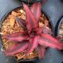 Cryptanthus bivittatus Ruby