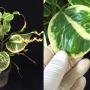 Codiaeum Doi Pui