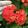 Ixora chinensis 'Fraseri'