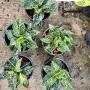 Aglaonema  Green Spot ( Nuhalisa)  A-112