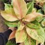 Aglaonema  Sripayom A-126