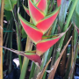 Heliconia wagneriana 'Turbo' (green leaf)