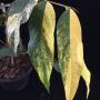 Mitrephora keithii x winitii variegated (grafted).