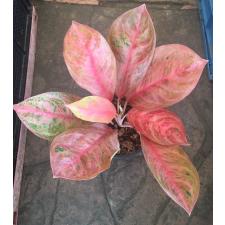 Aglaonema Choke Larb Red.