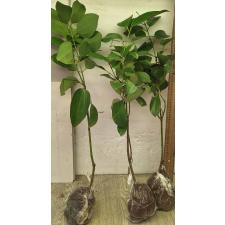 Коричник цейлонский верум / Cinnamomum zeylanicum verum 26
