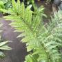 Drynaria rigidula 'Whitei'