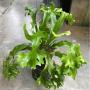 Microsorum punctatum 'Kinnaree'