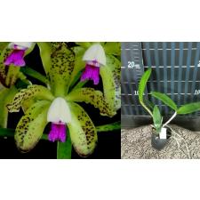 Каттлея гуттата / C.guttata