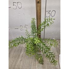 Nephrolepis falcata 'Furcans' (compact form)S pot