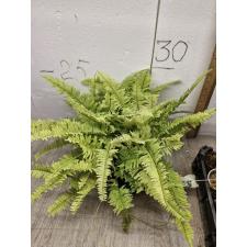 Nephrolepis exaltata cv. Vintage Lace (Golden) (L)