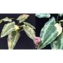 Schismatoglottis sp.(T01) (yellow variegated).