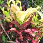 Codiaeum Tha Muang