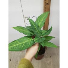 Syngonium Angustatum