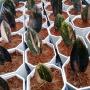zamioculcas zamiifolia black variegata