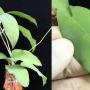 Hoya pimentiliana (Mindoro)             338
