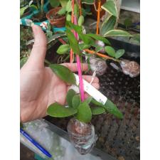 Dischidia sp.830 (Pawan Philippines)(#830).
