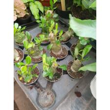 Adenium Obesum в 7 см горшке 400р