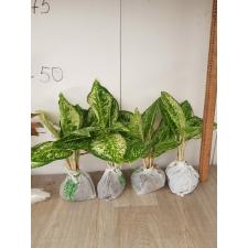 Aglaonema 3 diamonds A-4