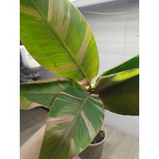 Musa variegated (Банан) 