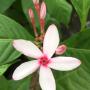 Kopsia fruticosa