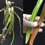 Pyrrosia longifolia 'The Longest'.