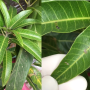 Mangifera indica 'Ratt'