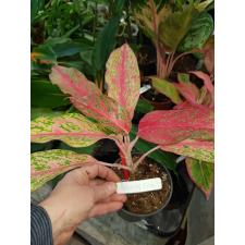 Aglaonema 'Butterfly' (Pink pot