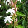 Jasminum multiflorum (red petal)