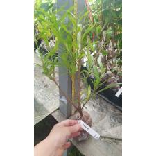 xora sp.(T36) 465/1