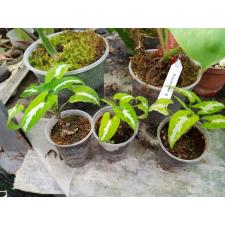 syngonium wendii