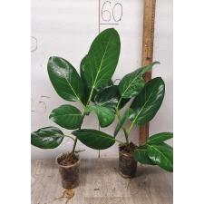 Ficus benghalensis (S)
