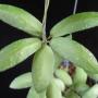 Hoya lucardenasiana (new species from the Philippines)          650