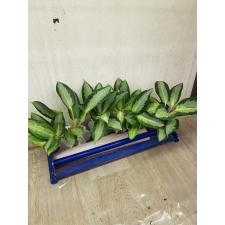 Aglaonema Long leaves Banana A-78
