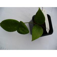 511 Hoya wibergiae