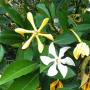 Gardenia griffithii