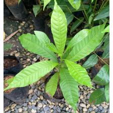 Pouteria caimito (Abiu)(seedling) 212