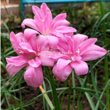Zephyranthes Pink Bride