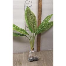 Aglaonema Pet ra cha A-120