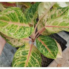 Aglaonema Tiger 3 colos A-81