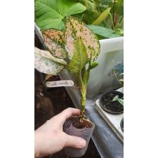 Aglaonema 'Thong Lai Ma' 82/1