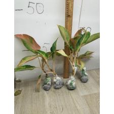 Aglaonema Amor A-17