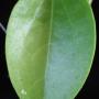 Hoya sp.552 (Cambodia)          552