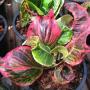 Codiaeum Bang Nara