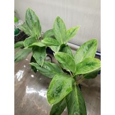 Aglaonema Silver Supreme 900p