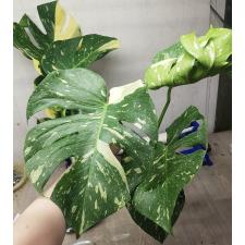 Monstera deliciosa Thai Constellation  3800р