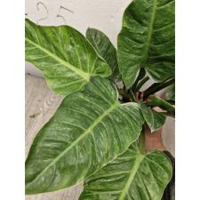 Philodendron imperial Green (М)